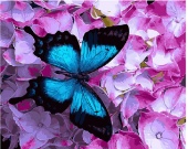 Картина по номерам "Синяя бабочка", 40х50, арт.ZX20593	 фото на сайте Hobbymir.ru