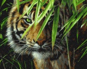 Картина по номерам "Тигр на охоте", 40х50, арт.ZX 20340 фото на сайте Hobbymir.ru