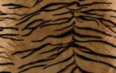 Ткань плюш, 48х48 см, тигровый, 100% ПЭ фото на сайте Hobbymir.ru